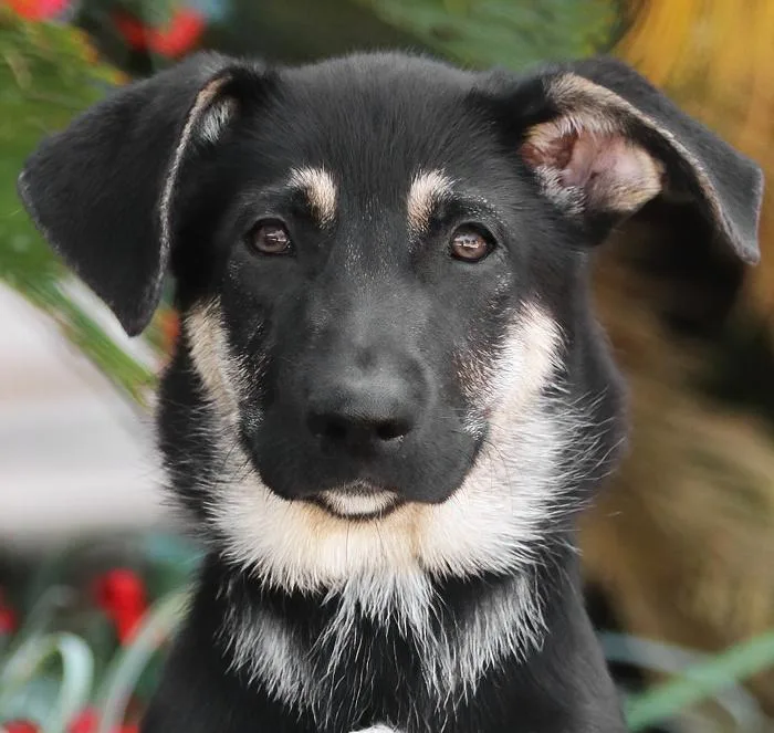 A baby large-sized female Black German Shepherd Dog dog named Kelsey Von Miley for adoption in Los Angeles, CA