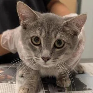 A baby small-sized male Gray / Blue / Silver Domestic Short Hair cat named Kevin for adoption in Jacksonville, FL