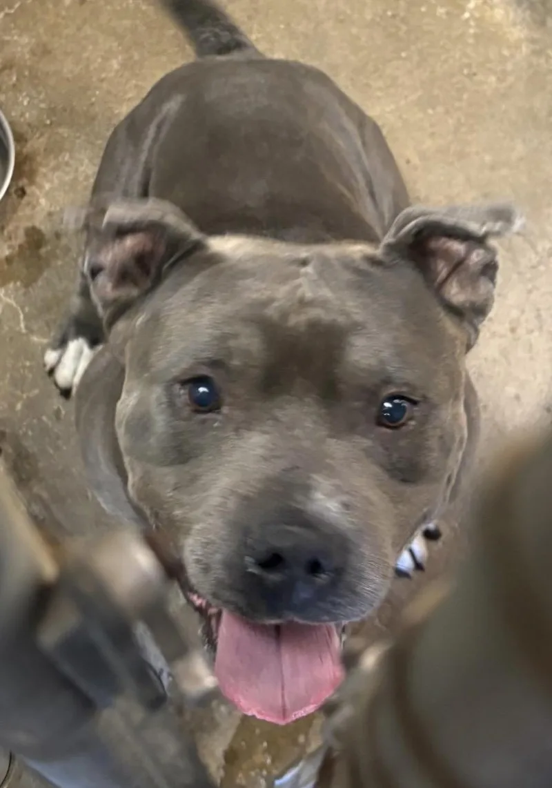 An adult large-sized male Gray / Blue / Silver Pit Bull Terrier dog named Hamilton HOLD for adoption in Canton, OH