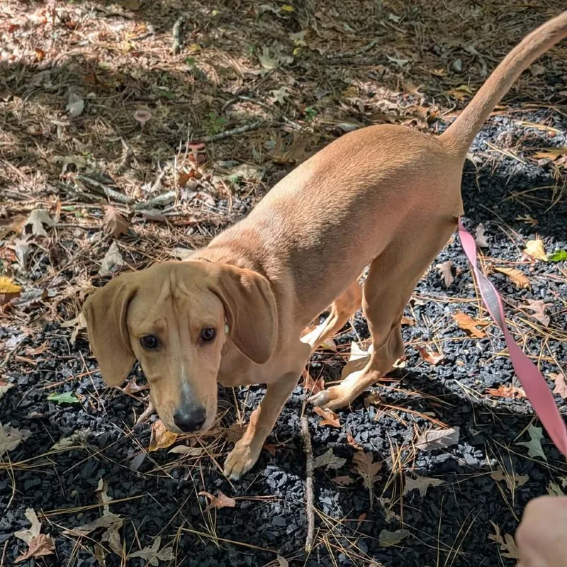 A young small-sized male Black Hound dog named Giorgio for adoption in Fredericksburg, VA