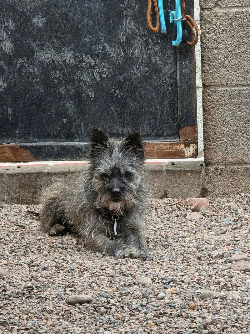 An adult small-sized male Cairn Terrier dog named Chill for adoption in Phoenix, AZ