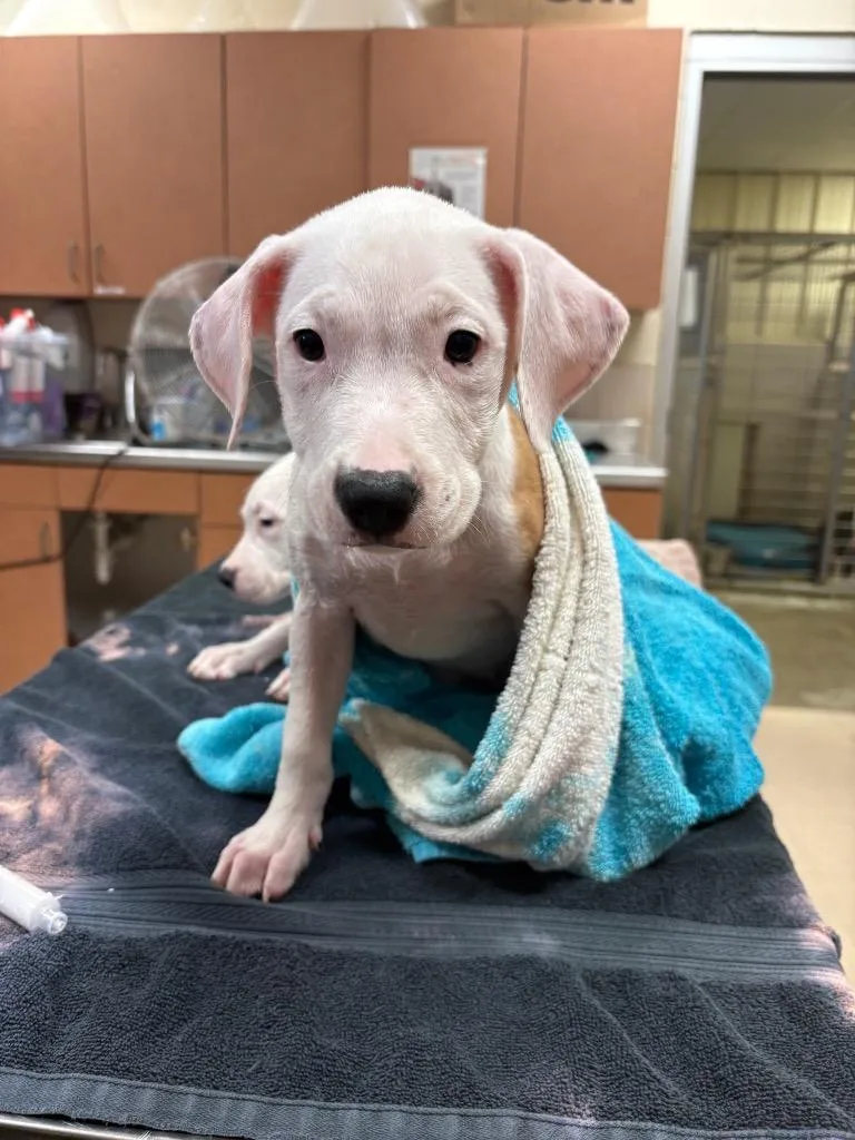 A baby medium-sized female Mixed Breed dog named Danielle for adoption in Bossier City, LA