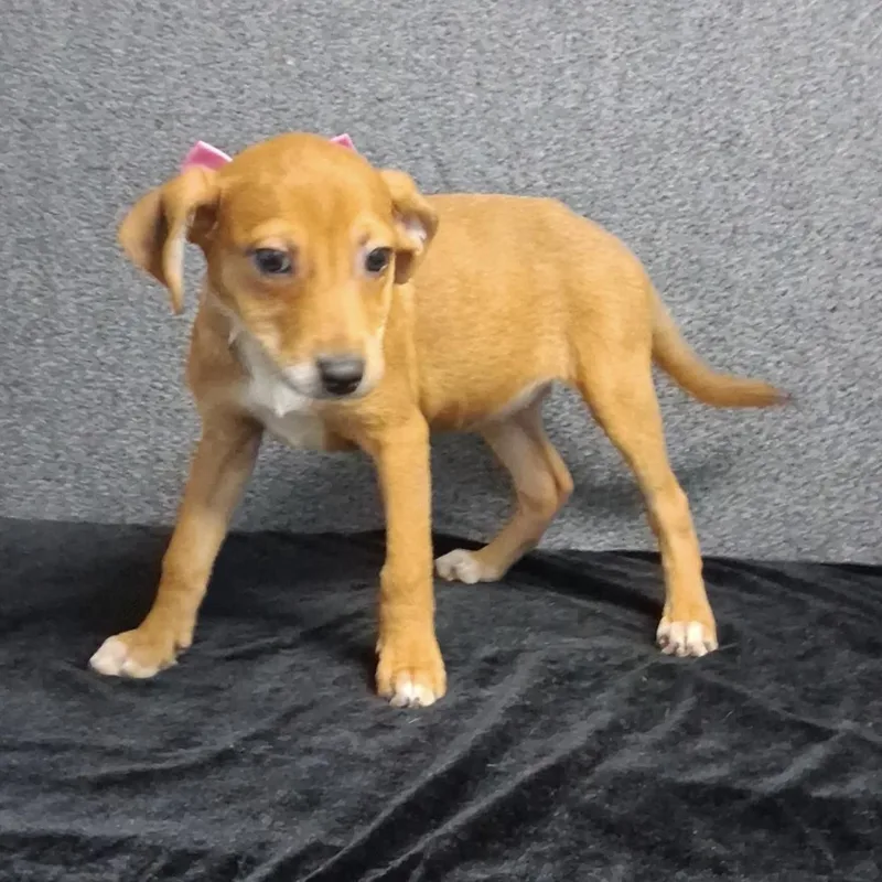 A baby medium-sized female Mixed Breed dog named Margaret for adoption in Medfield, MA