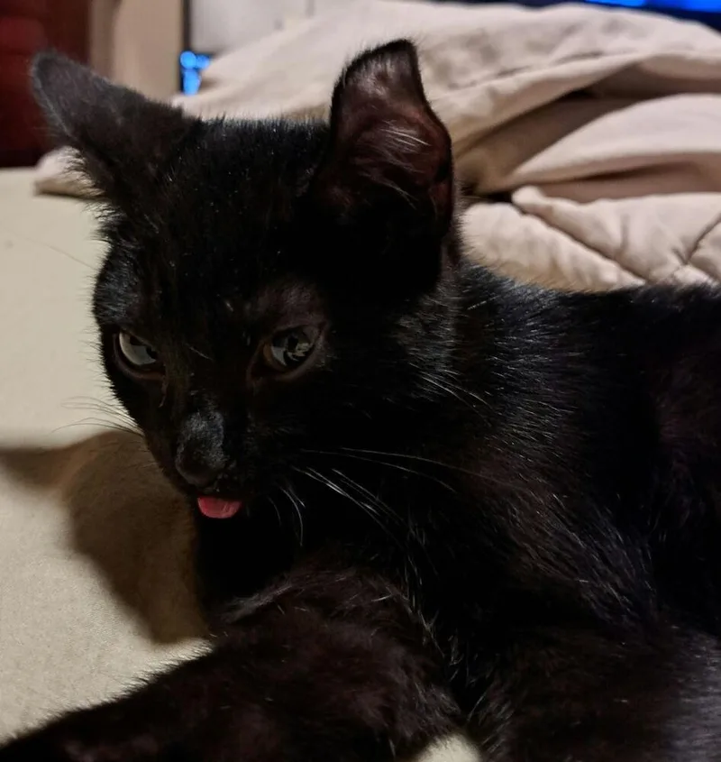 A baby small-sized male Black Domestic Short Hair cat named Amor for adoption in West Mifflin, PA