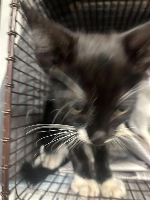 A baby small-sized male Domestic Short Hair cat named Falcon for adoption in Fort Lauderdale, FL