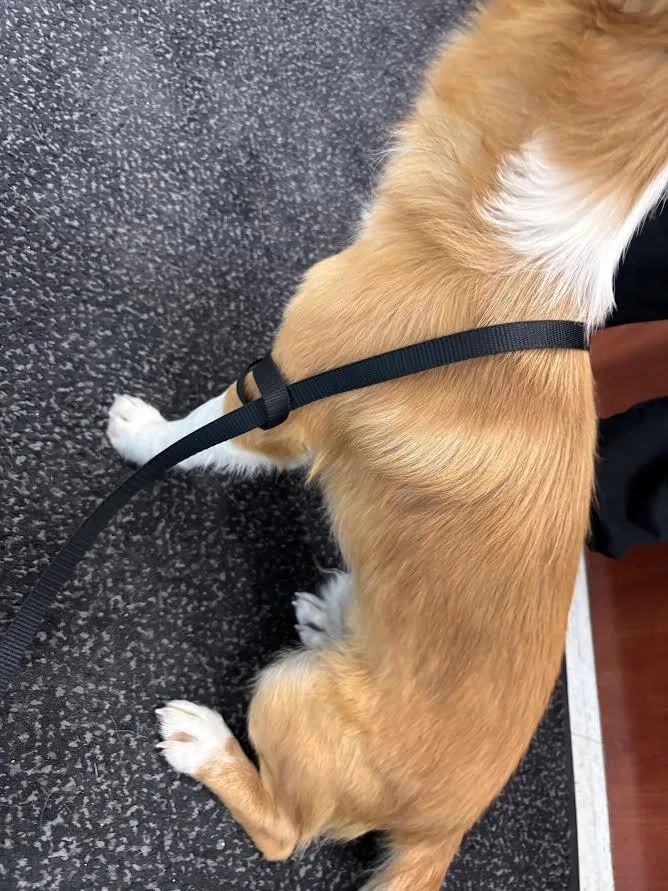 An adult small-sized male Merle (Red) Mixed Breed dog named Teddy for adoption in Hobbs, NM