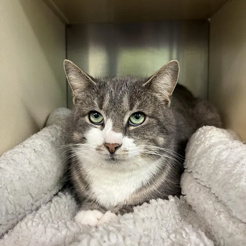 An adult medium-sized female Gray / Blue / Silver Domestic Short Hair cat named Biscuit for adoption in New Fairfield, CT