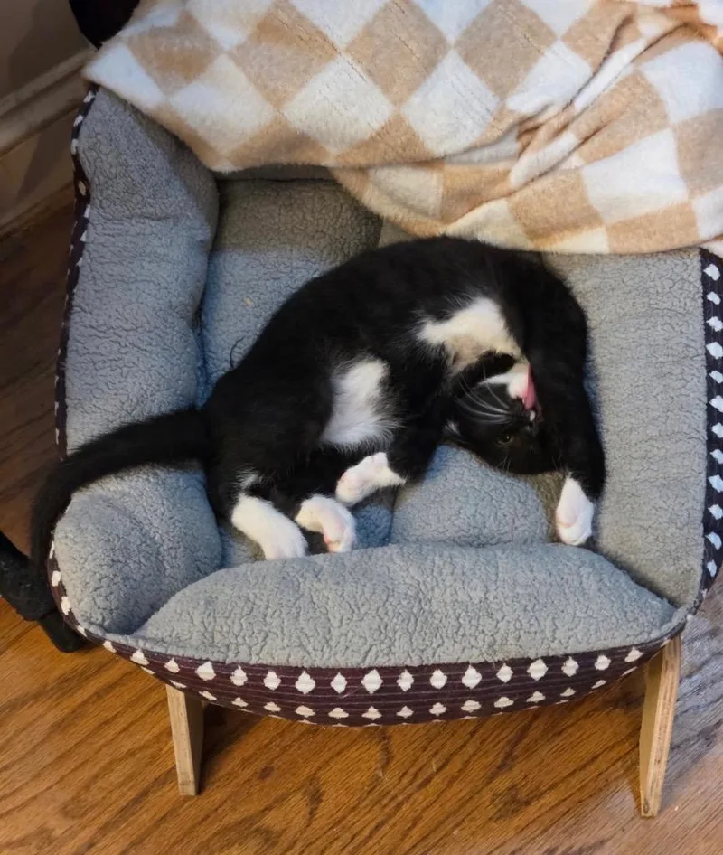 A baby medium-sized male Domestic Short Hair cat named Calvin for adoption in Fort Oglethorpe, GA