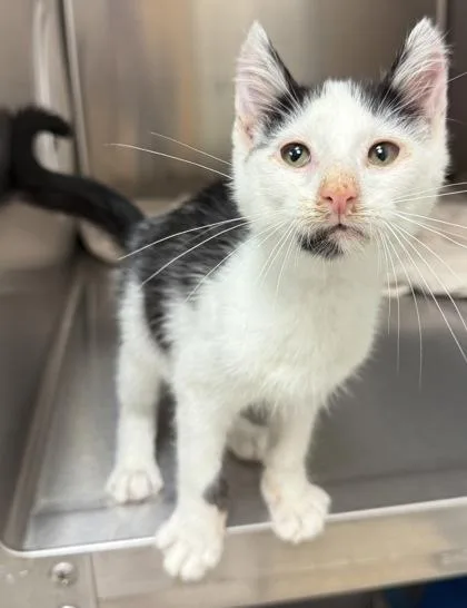 A baby small-sized male Domestic Short Hair cat named Lucien for adoption in Eugene, OR