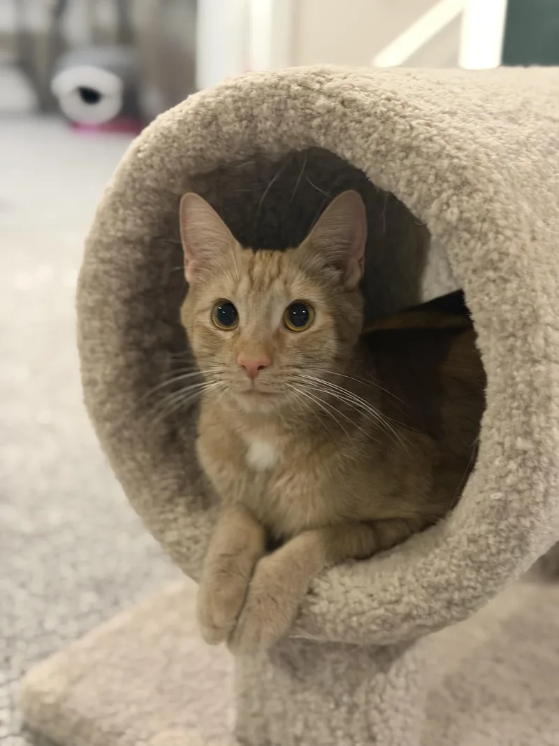 An adult medium-sized female Orange & White Domestic Short Hair cat named Jolene for adoption in Manassas, VA