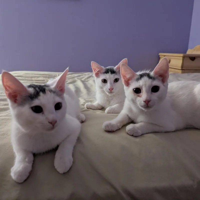 Grogu