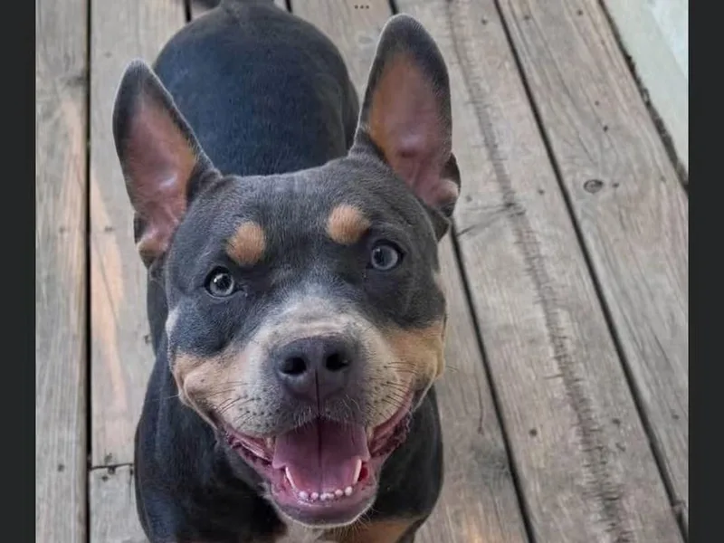 An adult medium-sized female Brown / Chocolate Pit Bull Terrier dog named Batgirl for adoption in Sioux City, IA