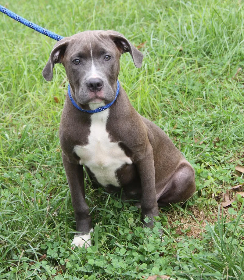 A baby medium-sized male Pit Bull Terrier dog named Grayson for adoption in Marietta, OH