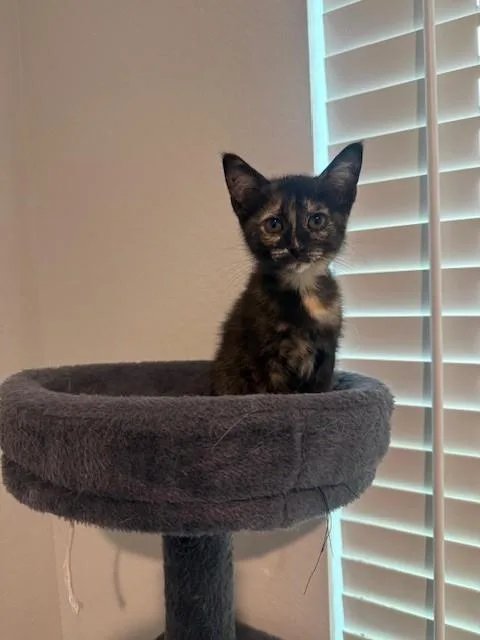 A baby medium-sized female Tortoiseshell Domestic Short Hair cat named Firefly for adoption in Houston, TX