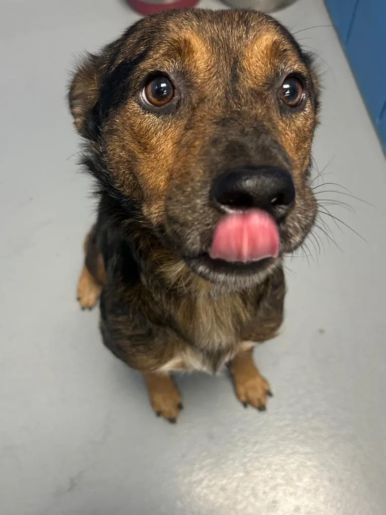 An adult medium-sized female Australian Cattle Dog / Blue Heeler dog named Puddin for adoption in Hartsville, SC