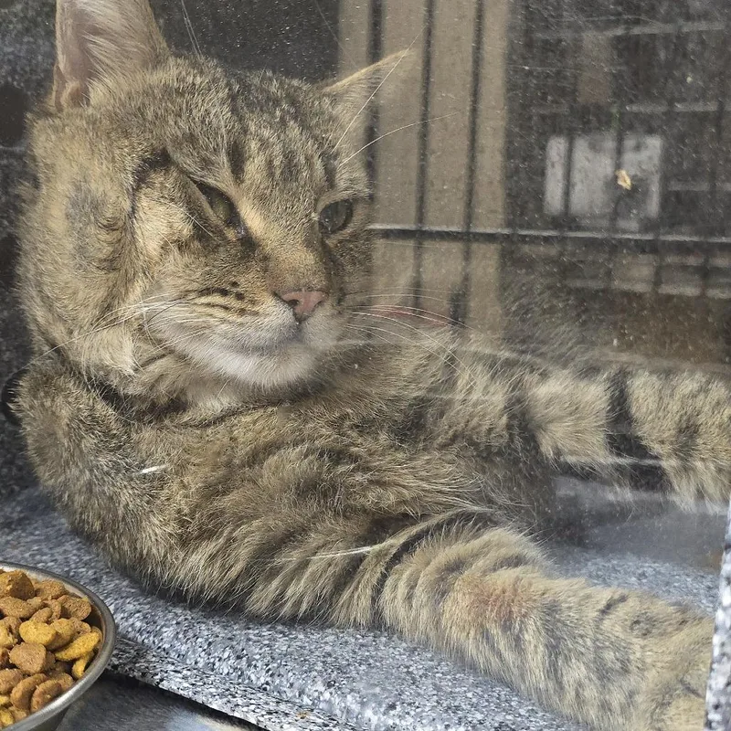 A young large-sized male Brown / Chocolate Domestic Short Hair cat named Claudsworth for adoption in Yanceyville, NC