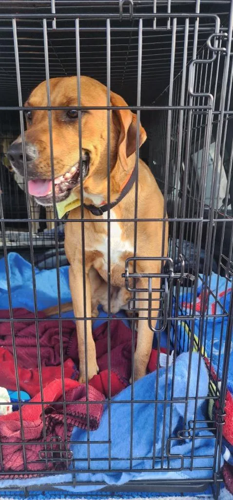 Bodhi Fka Chester thumbnail 2