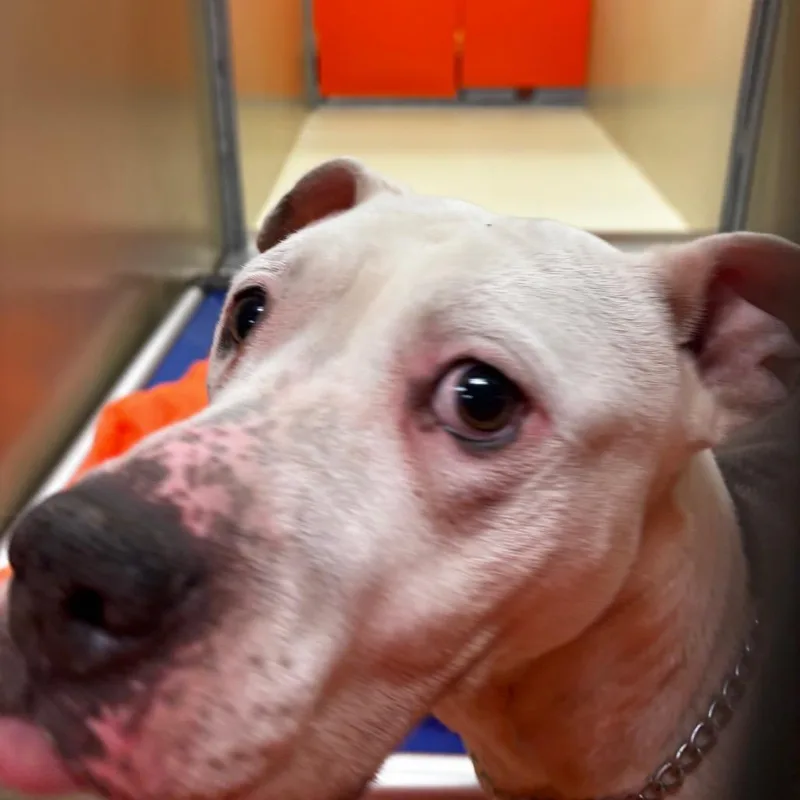 An adult medium-sized female White / Cream Mixed Breed dog named Guava for adoption in Philadelphia, PA