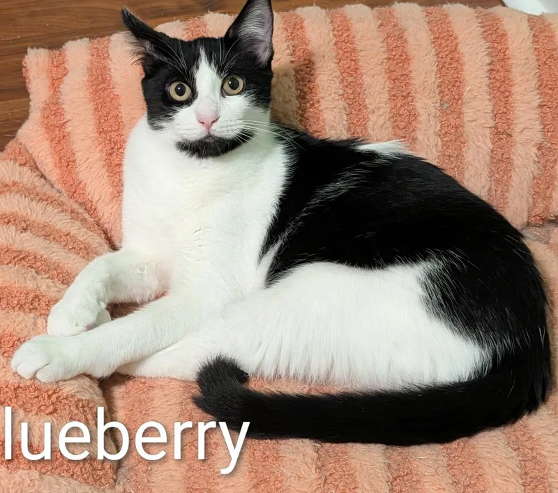 A baby medium-sized female Black & White / Tuxedo Domestic Short Hair cat named Blueberry for adoption in Spring Brook, NY