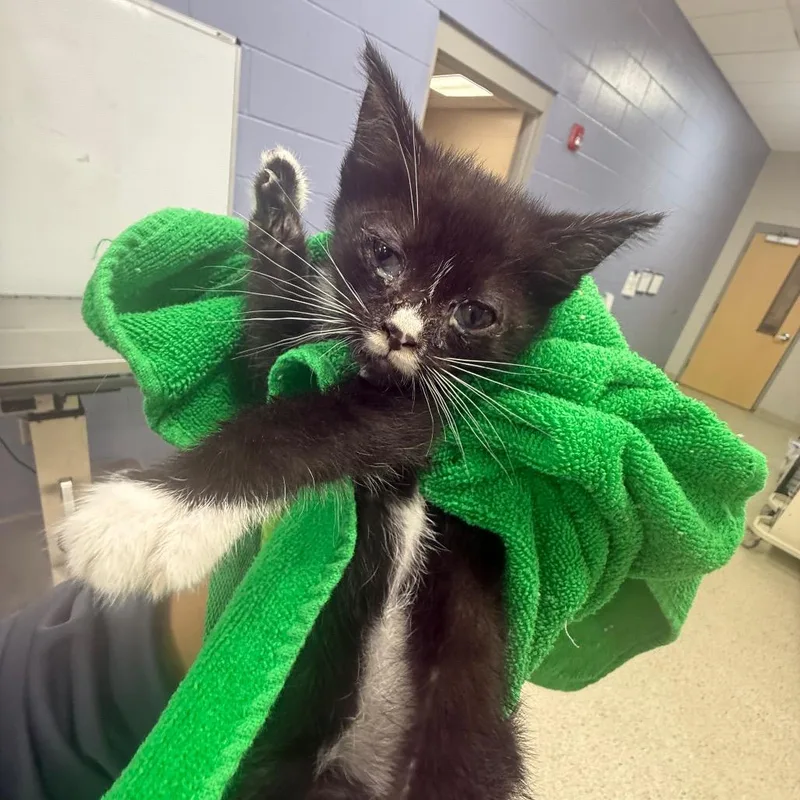 A baby small-sized male Black Domestic Short Hair cat named Darlee for adoption in Jacksonville, FL