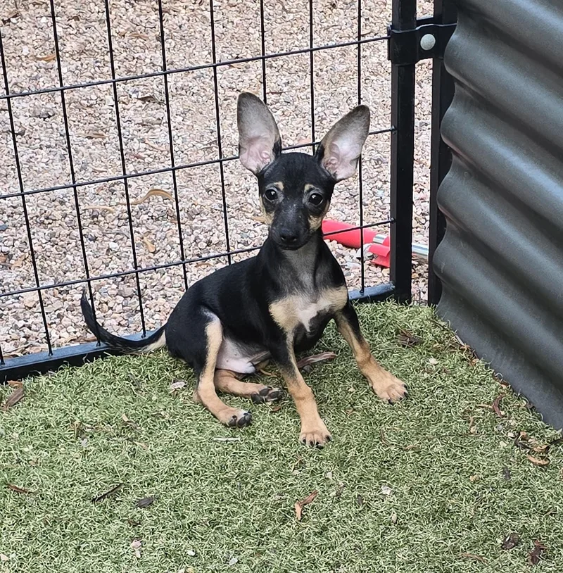 A baby small-sized male Chihuahua dog named Kernel for adoption in Apache Junction, AZ