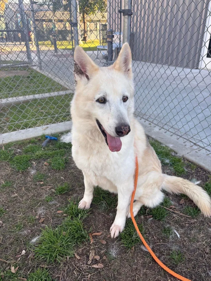 A senior large-sized female Siberian Husky dog named Luna for adoption in Jefferson City, MO