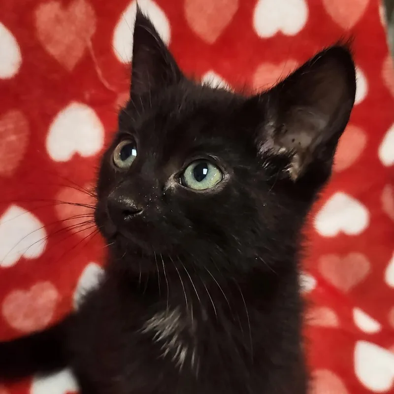A baby small-sized male Black Domestic Short Hair cat named Caesar for adoption in Brighton, MO