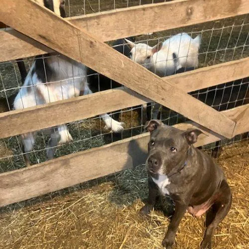 A senior large-sized female Gray / Blue / Silver American Staffordshire Terrier dog named Gracie for adoption in Fishers, IN
