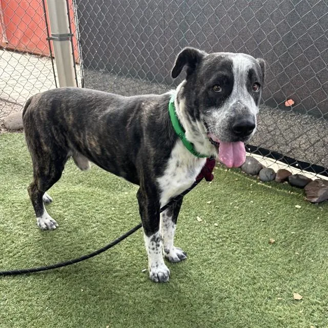 An adult large-sized male Mastiff dog named Gully for adoption in Phoenix, AZ