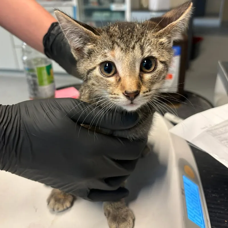 A baby small-sized female Black Domestic Short Hair cat named Fern for adoption in Huntington, WV