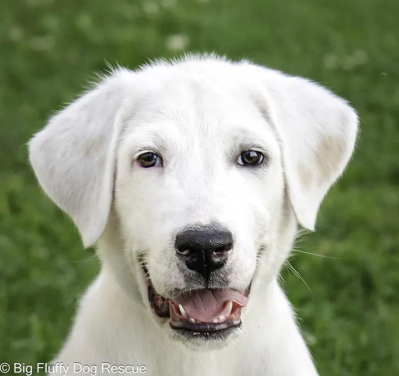 A baby large-sized male Great Pyrenees dog named Rigby for adoption in Nashville, TN
