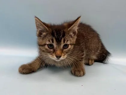 A baby small-sized male Domestic Short Hair cat named Jack Jack for adoption in Woodbury, MN