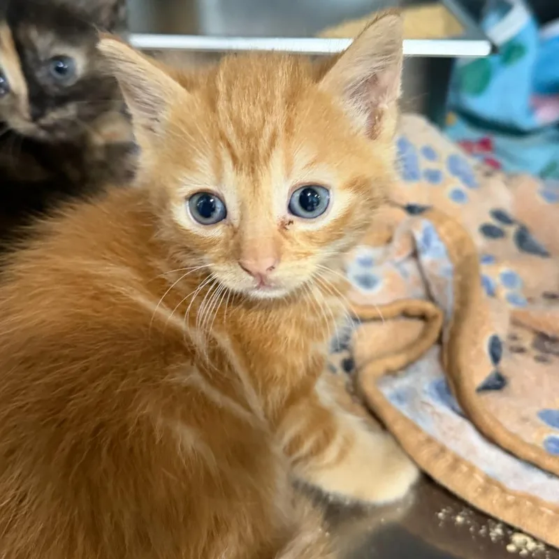 A baby small-sized male American Shorthair cat named Dopey for adoption in Glen Rose, TX