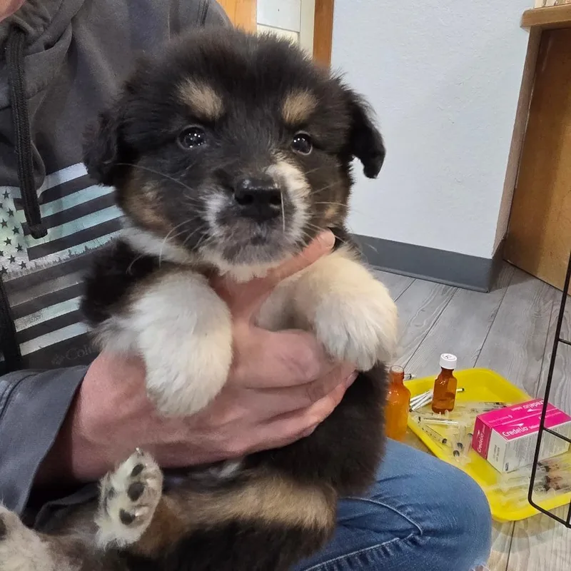 A baby small-sized male Australian Cattle Dog / Blue Heeler dog named Fig for adoption in Allyn, WA