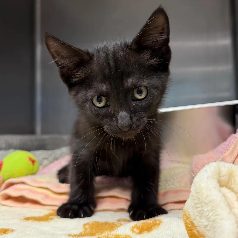 A baby small-sized male Black Domestic Short Hair cat named Granola for adoption in Blairsville, GA