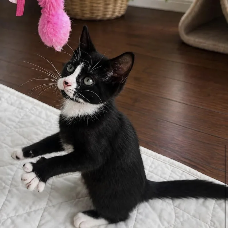 A baby small-sized male Black Domestic Short Hair cat named Ballpoint for adoption in Harrisonburg, VA