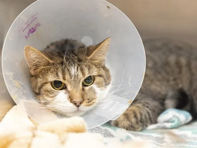 An adult small-sized female Domestic Short Hair cat named Sassy for adoption in Phoenix, AZ