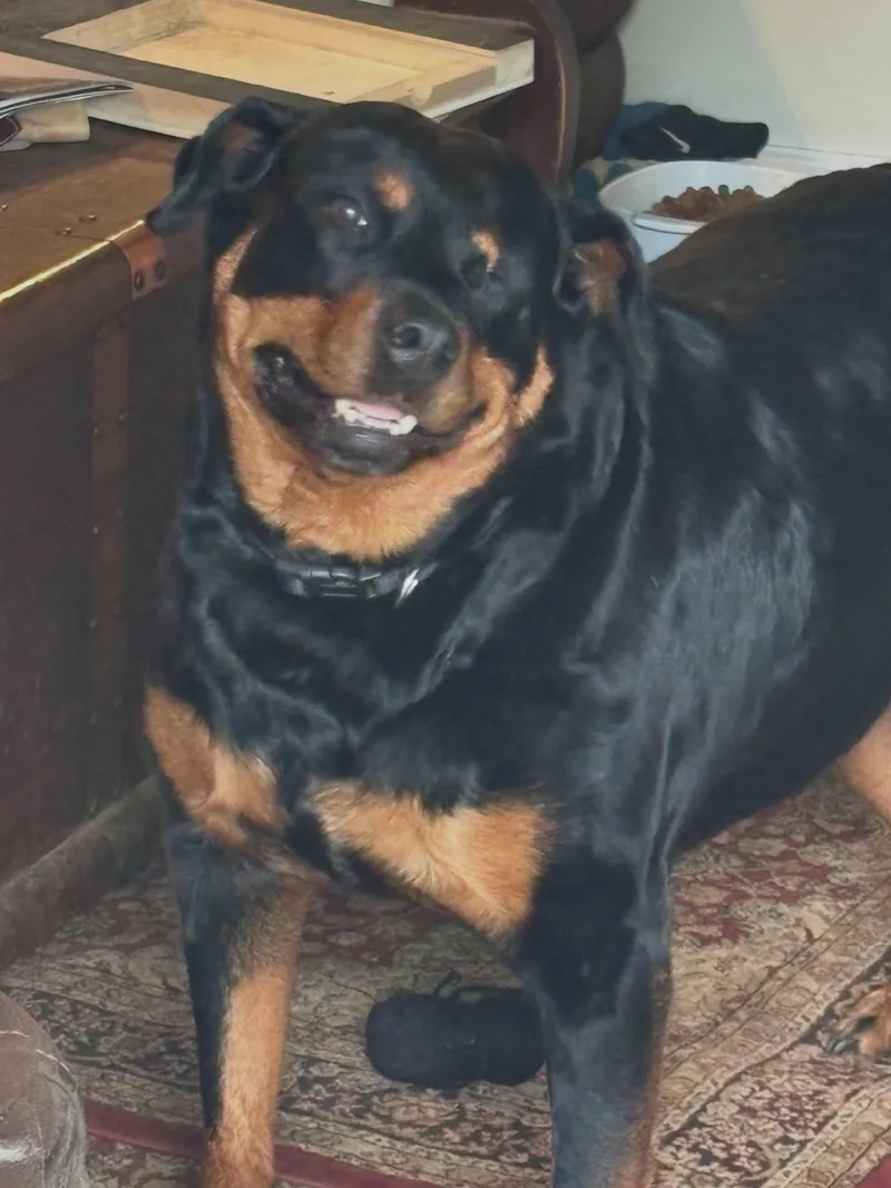 An adult large-sized female Rottweiler dog named Jedi for adoption in St Marys, OH