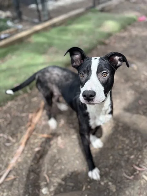 A young small-sized male Border Collie dog named Milo for adoption in Fremont, CA