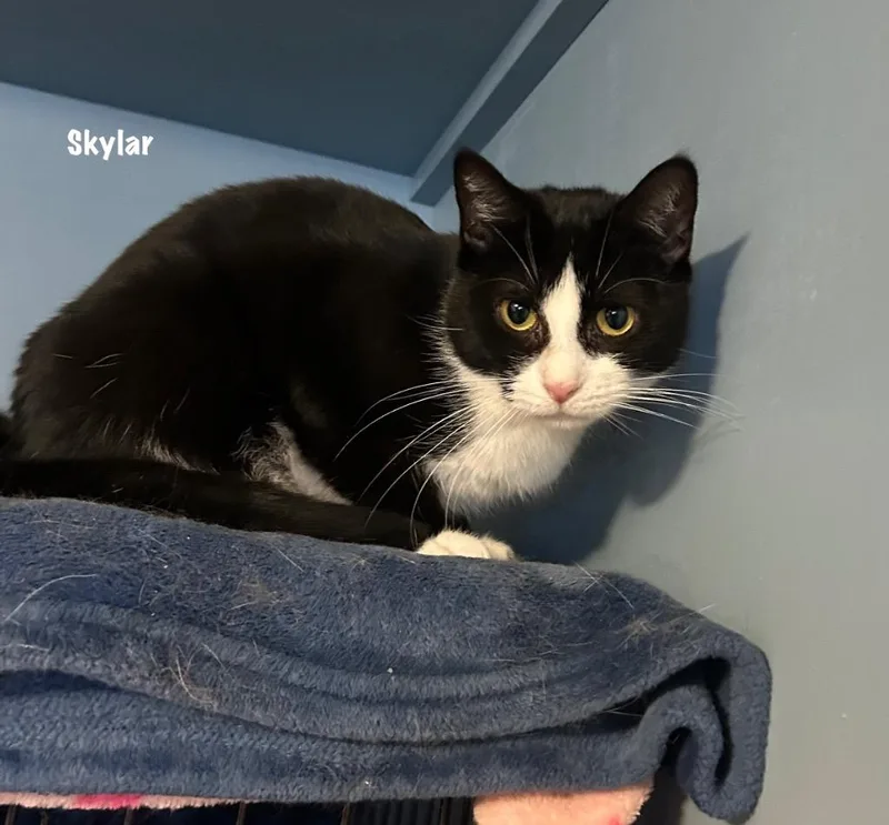A young medium-sized female Domestic Short Hair cat named Skylar for adoption in Windsor, CT