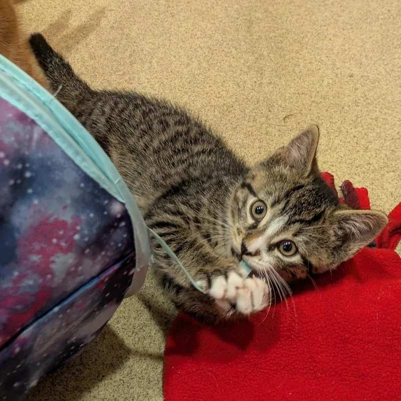 A baby small-sized male Brown / Chocolate Domestic Short Hair cat named Trespasser for adoption in South Burlington, VT
