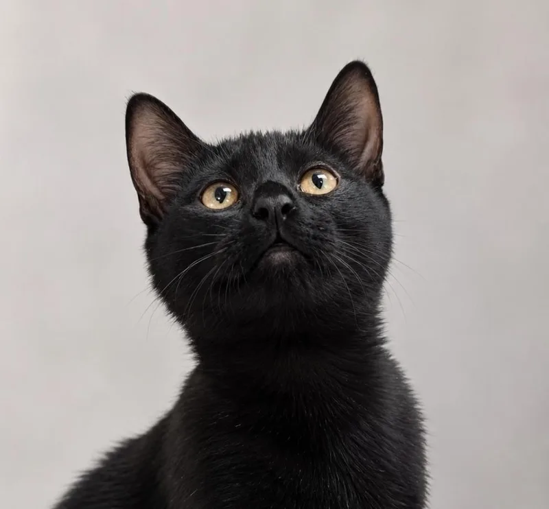 A baby small-sized female Black Domestic Short Hair cat named Derry for adoption in Southbury, CT