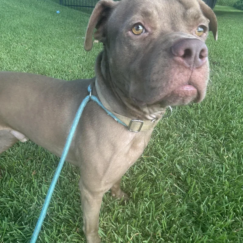 An adult medium-sized male Pit Bull Terrier dog named Mikey for adoption in Pearland, TX