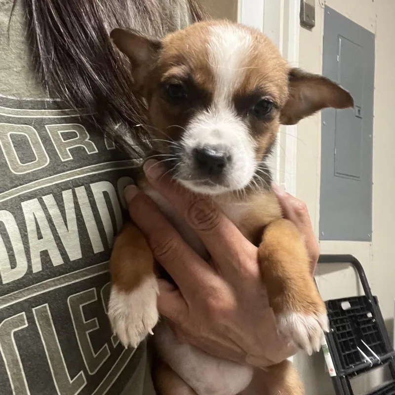 A baby small-sized female Brown / Chocolate Australian Shepherd dog named Susie for adoption in Rossville, GA
