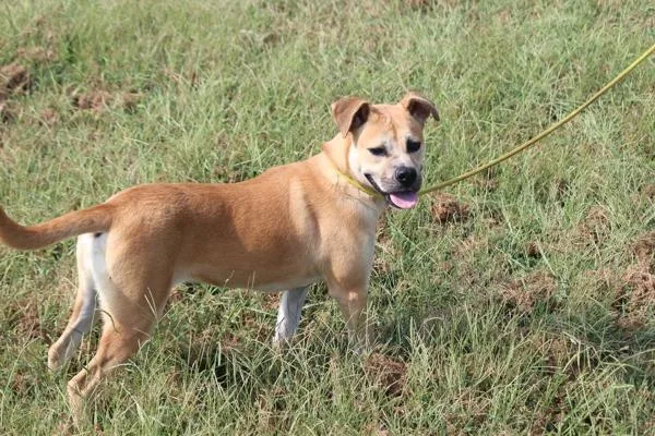 A young small-sized female Pit Bull Terrier dog named Glenda for adoption in Cleveland, TN