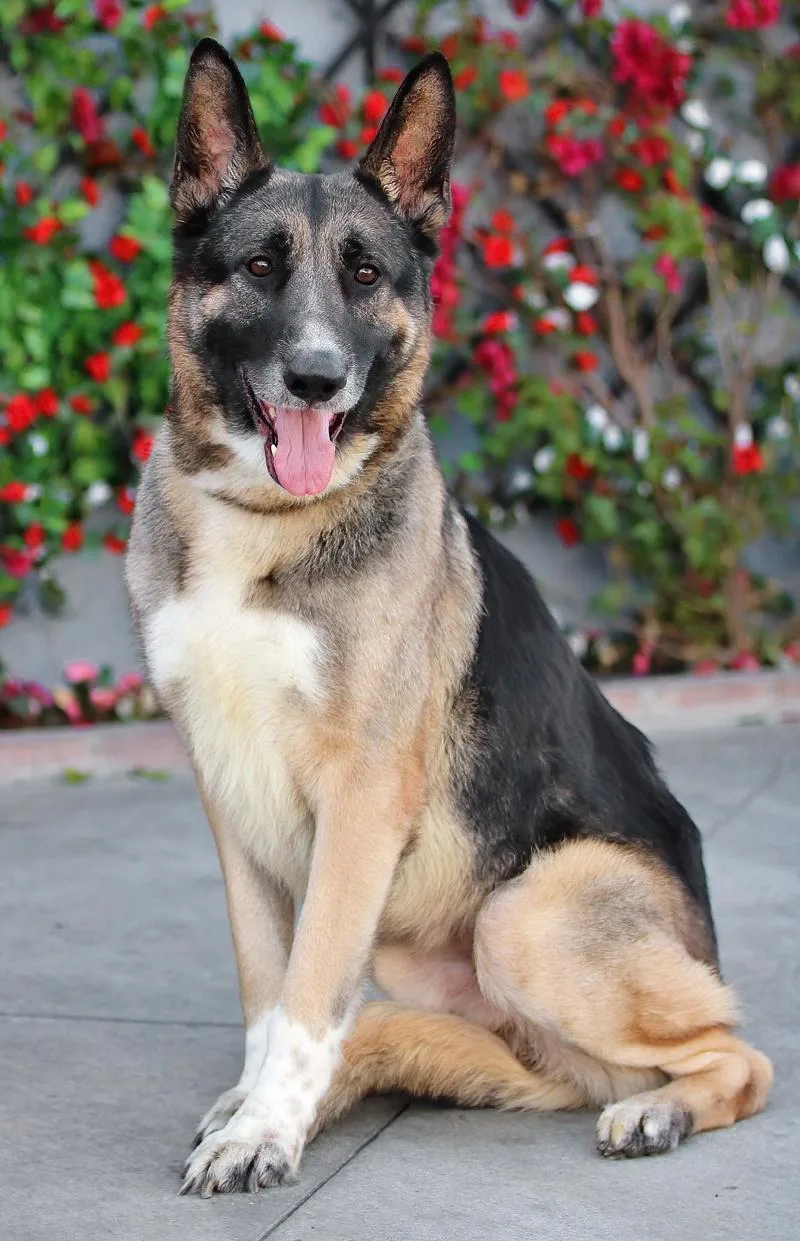 Mack Von Mayen thumbnail 2