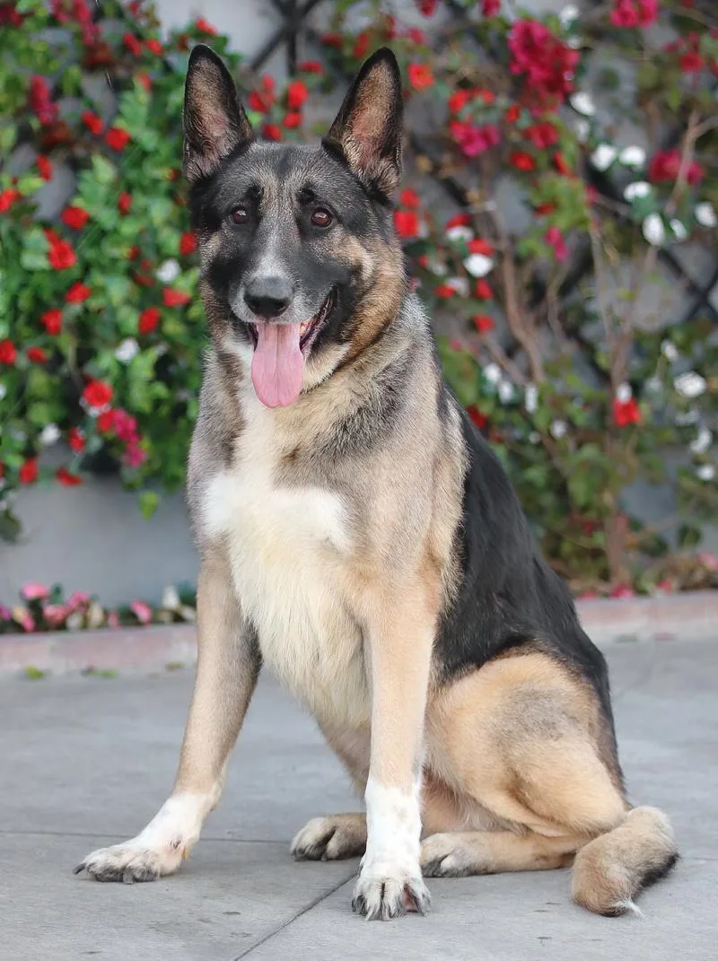 Mack Von Mayen thumbnail 3