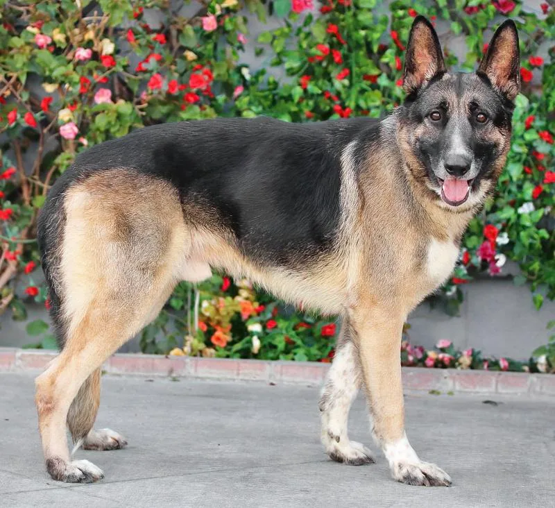 Mack Von Mayen thumbnail 5