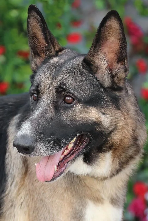 Mack Von Mayen thumbnail 6