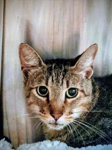 A young medium-sized male Domestic Short Hair cat named Hercules for adoption in Houston, TX